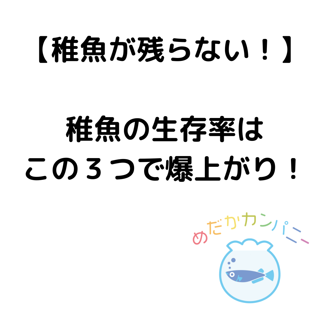 稚魚が残らないと悩んでいる方必見 稚魚の生存率はこの３つで爆上がりします めだかカンパニー